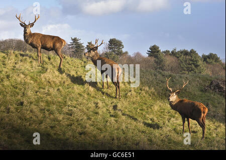 Gli stracci pascolano in luce irregolare e con un tempo molto variabile nella tenuta di Ashton Court vicino a Bristol. Foto Stock