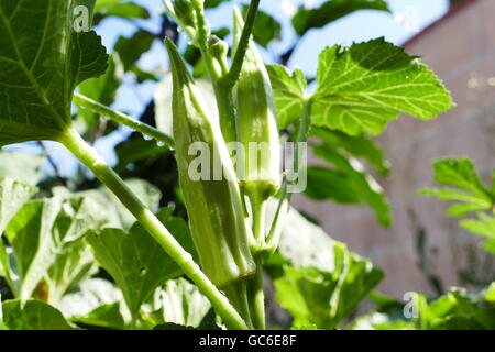 L'Okra crescente nel giardino di fattoria a Los Angeles Foto Stock