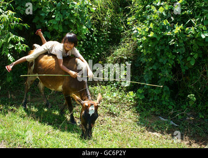 Asia bambini allevamento vacca a paese, kid illierate e tendono ox per aiutare la famiglia, VietNam Foto Stock