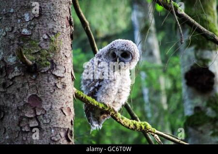 Curioso il bambino escluso il gufo appollaiato sul ramo della Comox Valley, British Columbia, Canada Foto Stock