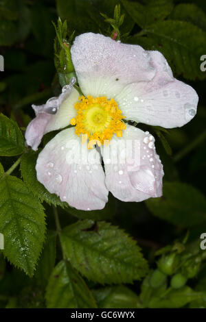 Una macro immagine di un selvaggio inglese rosa canina (Rosa canina) prese durante una doccia di pioggia in Durham, Inghilterra. Foto Stock