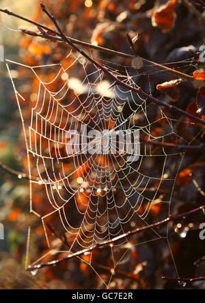 Una rete di ragno su una copertura di faggio gelo coperto al sole della mattina presto. Foto Stock