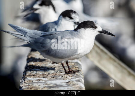 Bianco-fronteggiata Tern ( Sterna striata ), di uccelli di mare a Caroline Bay,Timaru,Canterbury,Isola del Sud,Nuova Zelanda Foto Stock