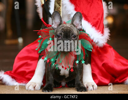 Il signor Tumnus, un bulldog francese di 14 settimane, gode di una festa per il tè dei cani al teashop Metrodeco di Brighton, Sussex orientale, perché si propone di diventare il business più adatto ai cani della città. Foto Stock