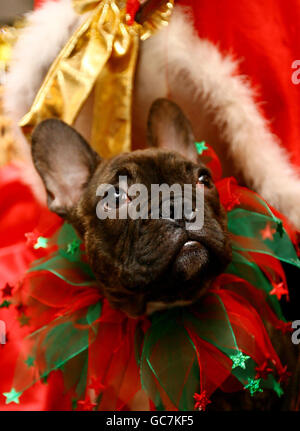 Il signor Tumnus, un bulldog francese di 14 settimane, gode di una festa per il tè dei cani al teashop Metrodeco di Brighton, Sussex orientale, perché si propone di diventare il business più adatto ai cani della città. Foto Stock