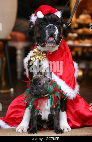 Tea party per cani Foto Stock