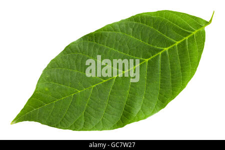 Foglia verde del comune albero di noce (Juglans regia, persiano noce, Noce inglese) isolato su sfondo bianco Foto Stock