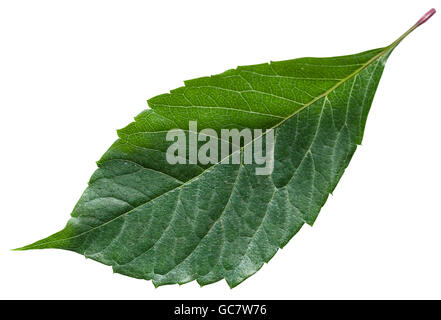 Verde foglia della pianta Parthenocissus (Parthenocissus quinquefolia) isolato su sfondo bianco Foto Stock