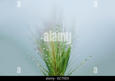 Gocce di rugiada su un prato verde orecchio. Nelle prime ore del mattino Foto Stock