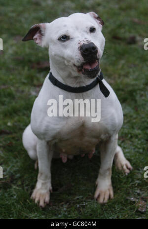 Marble, un terrier toro dello Staffordshire, presso il centro Scottish SPCA di Glasgow. Una carità animale ha chiesto oggi una casa per Marble, che è stato soprannominato il cane più brutto della Scozia. Foto Stock