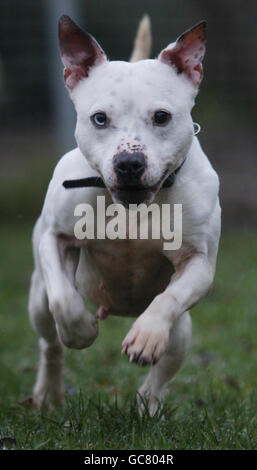 Marble, un terrier toro dello Staffordshire, presso il centro Scottish SPCA di Glasgow. Una carità animale ha chiesto oggi una casa per Marble, che è stato soprannominato il cane più brutto della Scozia. Foto Stock