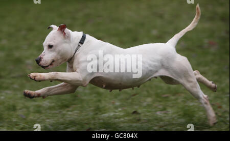 Marble, un terrier toro dello Staffordshire, presso il centro Scottish SPCA di Glasgow. Una carità animale ha chiesto oggi una casa per Marble, che è stato soprannominato il cane più brutto della Scozia. Foto Stock