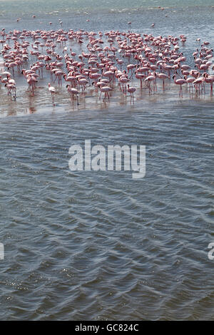 Stormo di fenicotteri in Walvis Bay Lagoon in Namibia Foto Stock