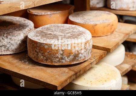 Grande giallo formaggio di capra testate su un ripiano di legno in una cantina in una fattoria privata. Produzione di formaggio Foto Stock