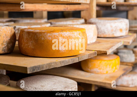 Grande giallo formaggio di capra testate su un ripiano di legno in una cantina in una fattoria privata. Produzione di formaggio Foto Stock