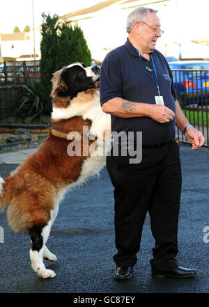 Ross il San Bernardo salvato. Ross il St Bernard con il proprietario John Peel a Leicester. Foto Stock