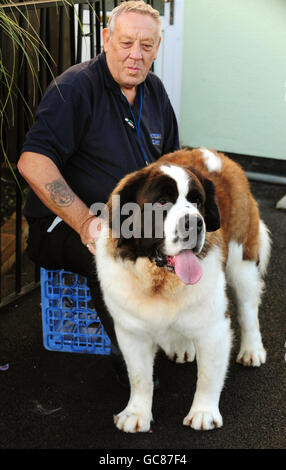 Ross il San Bernardo salvato. Ross il St Bernard con il proprietario John Peel a Leicester. Foto Stock