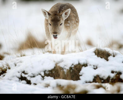 Un cervo cerca cibo nella neve a Richmond Park, Surrey, mentre il freddo continua a colpire la maggior parte del Regno Unito. Foto Stock