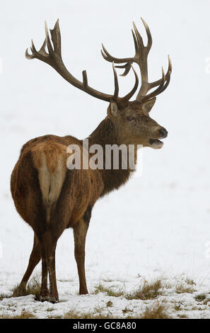 Un cervo si trova nella neve a Richmond Park, Surrey, mentre il freddo continua a colpire la maggior parte del Regno Unito. Foto Stock