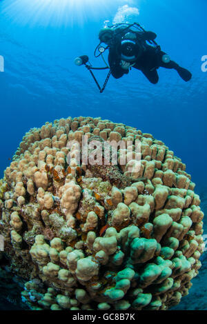 Grandi Stylophora coralli duri. Pesci pietra sopra osservato da un fotografo subacqueo Foto Stock