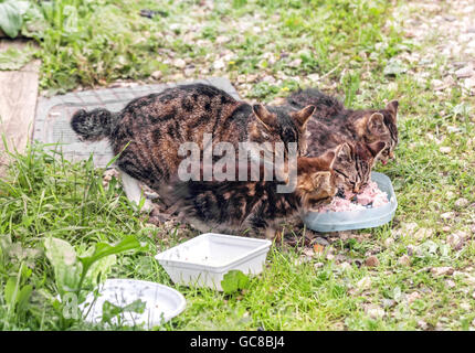 Alcuni gattini affamati con la madre è mangiare in erba al giorno di estate Foto Stock