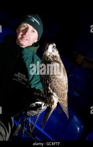 Calcio - Hawk inseguimento piccioni - Goodison Park. Una visione generale del falco impiegato da Everton per tenere i piccioni a bada al Goodison Park Foto Stock