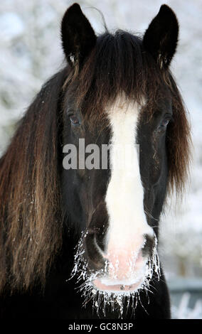 La neve congelata pende dalla faccia di un cavallo a Benson, Oxfordshire, che ha registrato un basso di meno 17.7 gradi centigradi durante la notte. Foto Stock