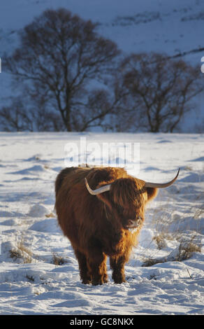 Una mucca delle Highland sulla catena montuosa di Glenshee in Scozia, mentre il freddo continua a afferrare il paese. Foto Stock