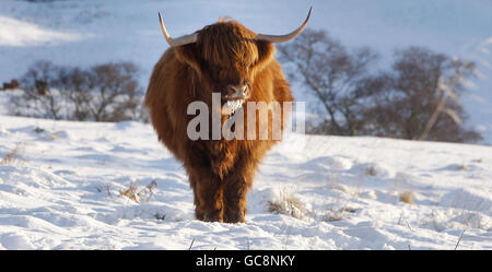 Una mucca delle Highland sulla catena montuosa di Glenshee in Scozia, mentre il freddo continua a afferrare il paese. Foto Stock