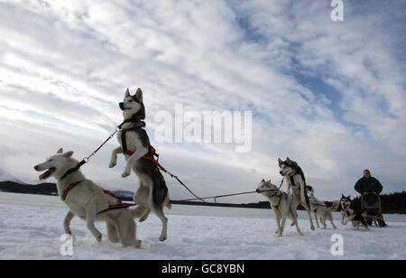 Aviemore Sled Dog Rally Foto Stock