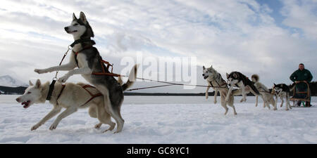 Il concorrente Pete Jones, del Lincolnshire, e il suo team Husky si preparano per il 27° Aviemore Sled Dog Rally al Glenmore Forest Park sulle rive del Loch Morlich vicino Aviemore. Foto Stock