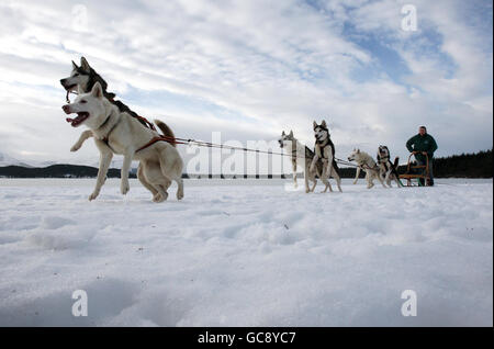 Aviemore Sled Dog Rally Foto Stock