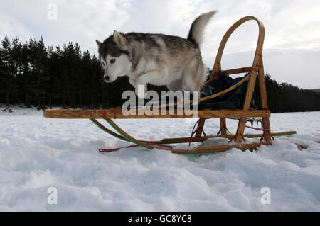 Un Husky salta da una slitta mentre i preparativi proseguono per il 27° Rally di cani da slitta Aviemore al Glenmore Forest Park sulle rive del Loch Morlich vicino ad Aviemore. Foto Stock