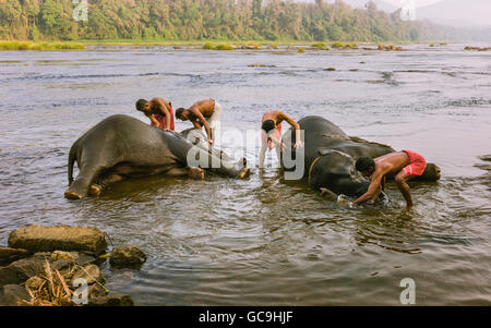 Formatori bagnano il giovane elefante nel fiume del Periyar come parte della formazione regime all'alba. Foto Stock