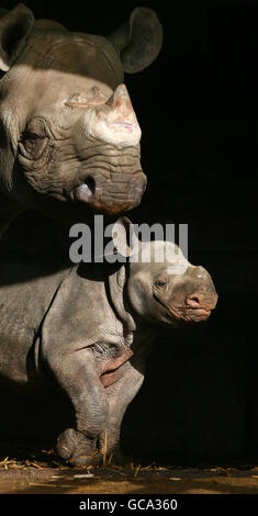Nyoto, un polpaccio di rinoceronte nero di sei settimane, con la madre Vuyuas, come è presentata al Port Lympne Wild Animal Park a Lympne, Kent. La sua nascita al parco lo rende il più grande allevamento di rinoceronti prigionieri fuori dell'Africa. Foto Stock