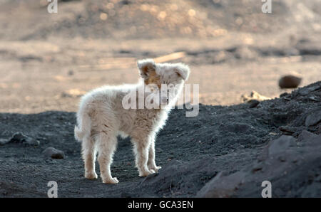 Sporchi slum dog spara al di fuori della città Foto Stock