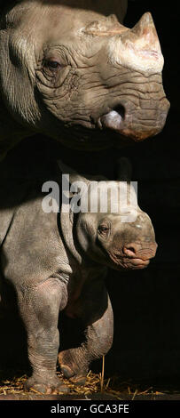 Nyoto, un polpaccio di rinoceronte nero di sei settimane, con la madre Vuyuas, come è presentata al Port Lympne Wild Animal Park a Lympne, Kent. La sua nascita al parco lo rende il più grande allevamento di rinoceronti prigionieri fuori dell'Africa. Foto Stock