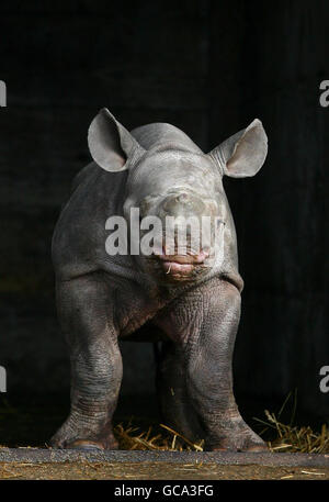 Nyoto, un polpaccio di rinoceronte nero di sei settimane, corre intorno alla sua recinzione mentre viene introdotta al Port Lympne Wild Animal Park a Lympne, Kent. La sua nascita al parco lo rende il più grande allevamento di rinoceronti prigionieri fuori dell'Africa. Foto Stock