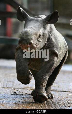 Nyoto, un polpaccio di rinoceronte nero di sei settimane, corre intorno alla sua recinzione mentre viene introdotta al Port Lympne Wild Animal Park a Lympne, Kent. La sua nascita al parco lo rende il più grande allevamento di rinoceronti prigionieri fuori dell'Africa. Foto Stock