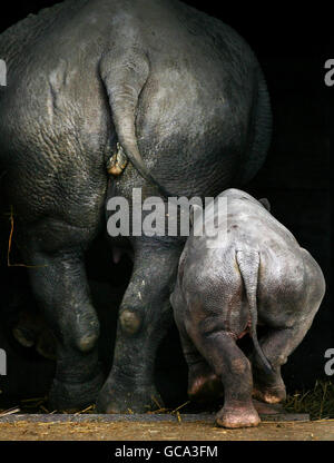 Nyoto, un polpaccio di rinoceronte nero di sei settimane, con la madre Vuyuas, dopo essere stata introdotta nel Port Lympne Wild Animal Park a Lympne, Kent. La sua nascita al parco lo rende il più grande allevamento di rinoceronti prigionieri fuori dell'Africa. Foto Stock