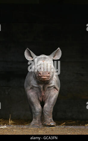 Rinoceronte nero vitello nato a Port Lympne Wild Animal Park Foto Stock