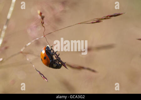 Ladybug sull'erba Foto Stock