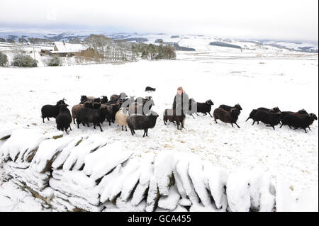 Rare pecore ebridi Godetevi la neve vicino ad Allendale, Northumberland, come un fresco esplosione di vino tempo era dovuto colpire la Gran Bretagna, portando più neve e condizioni ghiacciate. Foto Stock