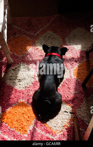 Sleeping bulldog francese su pick e tappeto arancione Foto Stock