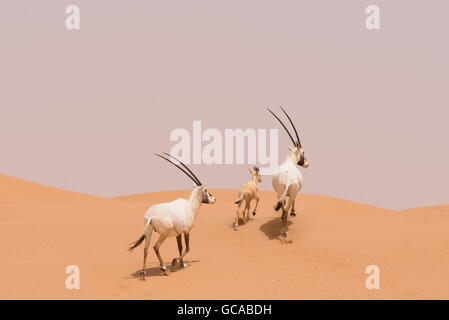 Oryx famiglia nelle dune del Dubai Desert Conservation Reserve, Emirati Arabi Uniti Foto Stock