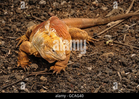 Land Iguana, Charles Darwin Centre, Isola di Santa Cruz, Highlands e Isole Galapagos, Ecuador Foto Stock