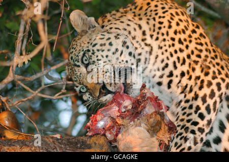 Leopard mangia un impala era impostato su un ramo di albero, Londolozi Private Game Reserve, Kruger National Park, Sud Africa Foto Stock