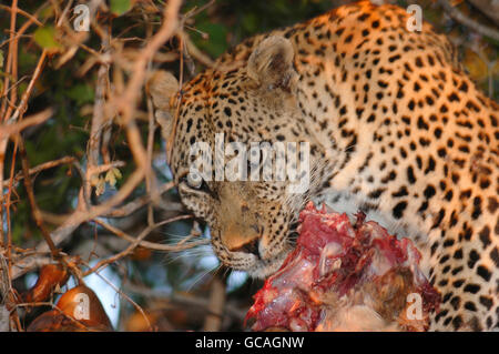 Leopard mangia un impala era impostato su un ramo di albero, Londolozi Private Game Reserve, Kruger National Park, Sud Africa Foto Stock