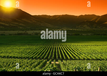 Vigneti VINA SANTA CRUZ Cantina Valle Colchagua CILE Foto Stock