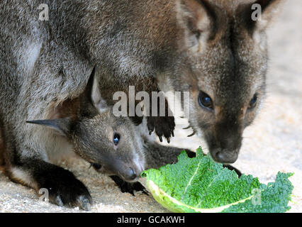 Nuovi arrivi allo Zoo di Twycross, Leicestershire, wallaby Kampuchea con il suo bambino dal collo rosso, che deve ancora essere chiamato. Foto Stock